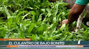 Emprendimiento Verde: El culantro de Bajo Bonito