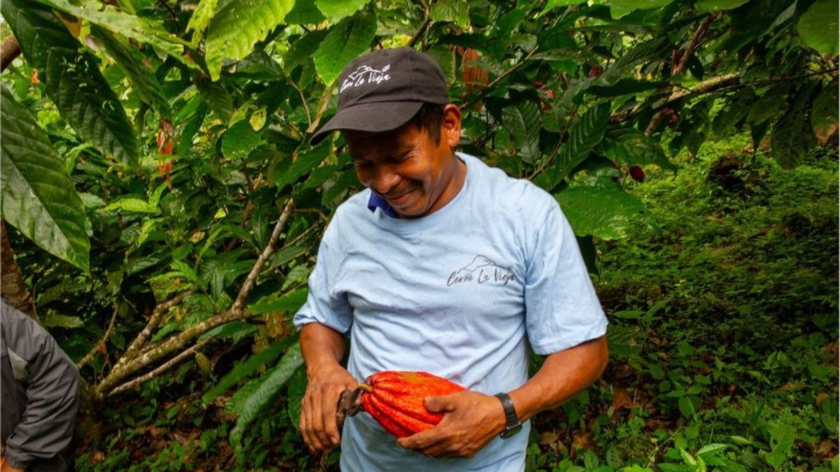Cacao que protege la naturaleza. Cacao que protege la naturaleza.
