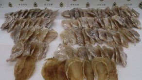 Hong Kong aprehende una partida récord de 160 kilos de vejigas de totoaba