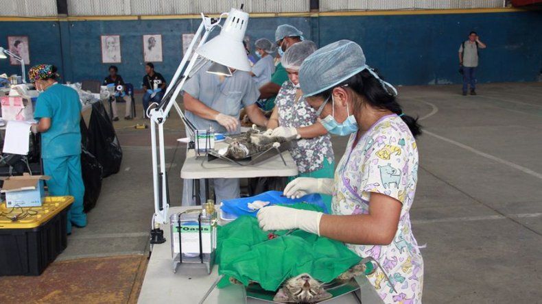 Más de 190 perros y 90 gatos fueron esterilizados en la 24 de Diciembre