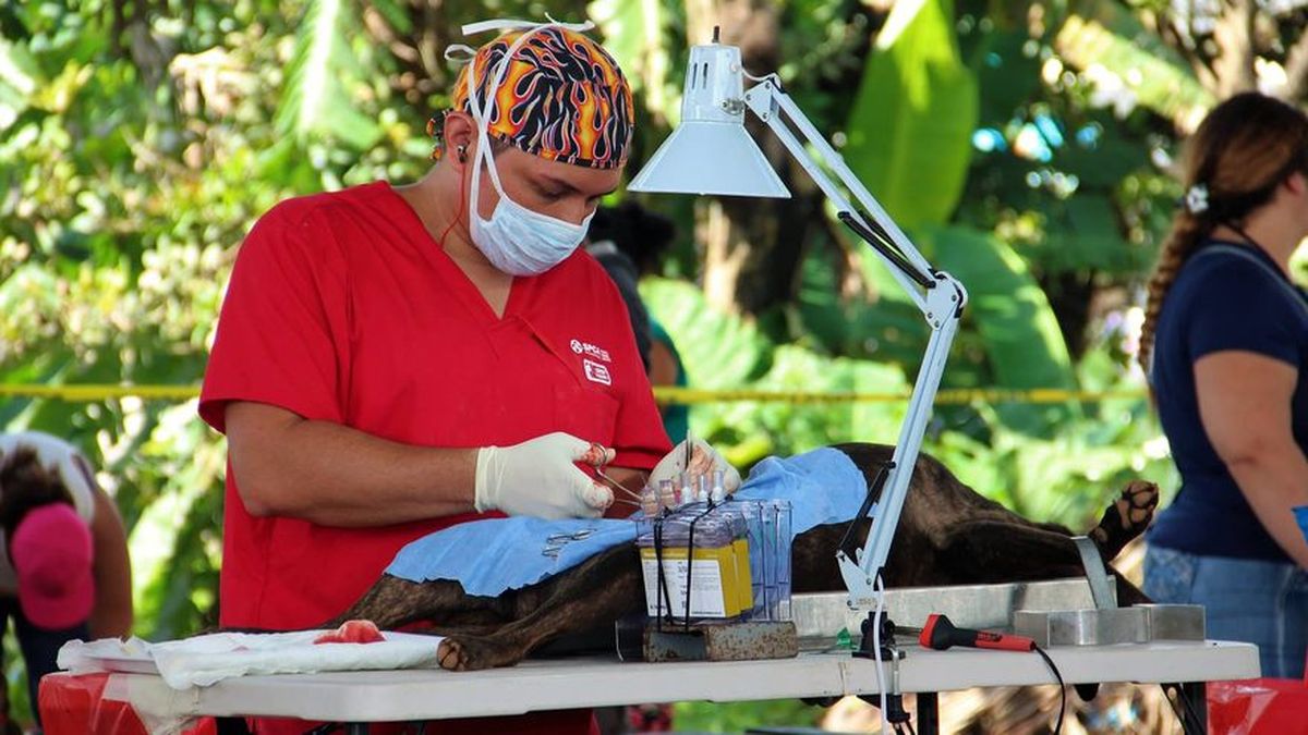 Spay Panamá esteriliza 400 perros y gatos Spay Panamá esteriliza 400 perros y gatos