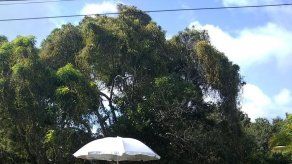 Luis Casis y la Alcancía Gigante tienen su réplica en San Carlos
