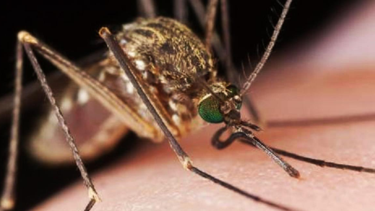 Informe del MINSA por dengue en San Miguelito Informe del MINSA por dengue en San Miguelito