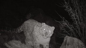 Detectan leopardos de la nieve