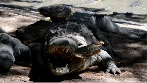 Sin comida miles de cocodrilos de fundación de firma hondureña acusada por EEUU