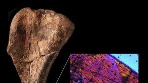 Descubren al dinosaurio más antiguo en un museo