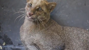 Yaguarundí rescatado en Herrera evoluciona favorablemente tras cirugía.
