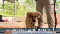 una perrita recorrio miles de kilometros desde espana atrapada en un contenedor una perrita recorrio miles de kilometros desde espana atrapada en un contenedor