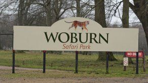 Mueren 13 monos en incendio en safari británico