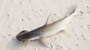 Para la investigación se estudió a un pequeño miembro de la familia de los tiburones, llamados cabeza de pala (Sphyrna tiburo), nativos del Golfo de México.