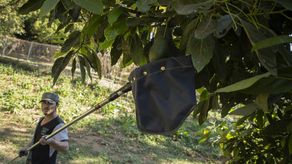 Propiedades curativas de las hojas de aguacate