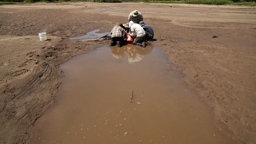 Cuando partes del río se secan, las autoridades usan redes y cercos para sacar a los peces de charcos cálidos y trasladarlos a tramos del río por los que todavía corre el agua.