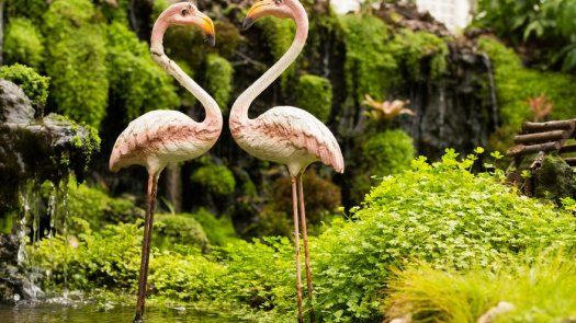 Las aves, símbolo de amor verdadero, también se permiten frivolidades