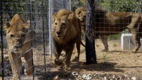 Mueren varios leones sudamericanos en santuario sudafricano