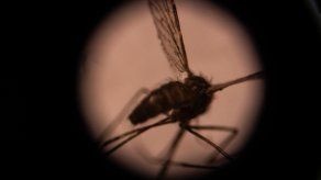 La malaria es una enfermedad transmitida por parásitos transmitidos al ser humano por la picadura de mosquito.