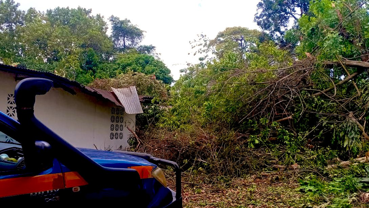 Árboles caen sobre vivienda en Tocumen&nbsp;