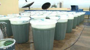 Video: Producir algas en azoteas