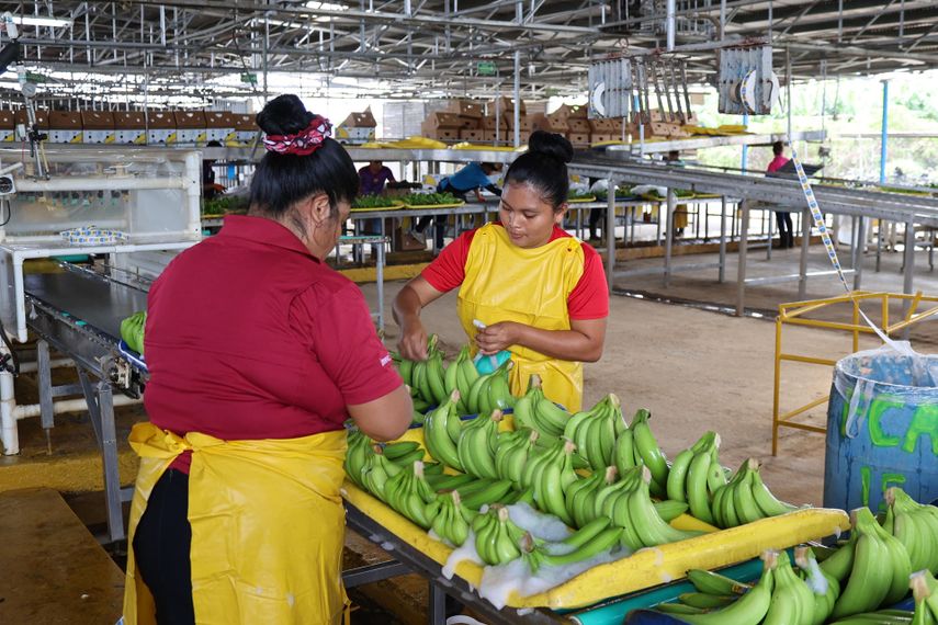 Chiquita prueba producción de banano