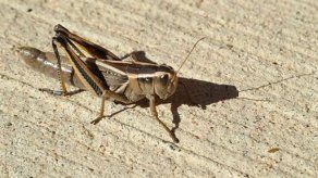Los saltamontes asustados dejan su huella en la Tierra