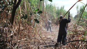 Estudio arroja que Panamá se encuentra libre de trabajo infantil en la producción de caña de azúcar Estudio arroja que Panamá se encuentra libre de trabajo infantil en la producción de caña de azúcar