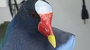 MiAmbiente atiende rescate de una gallineta morada. MiAmbiente atiende rescate de una gallineta morada.