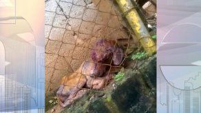 Athens antes de ser rescatado.