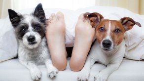 ¿Será beneficioso que tu mascota duerma en la habitación?