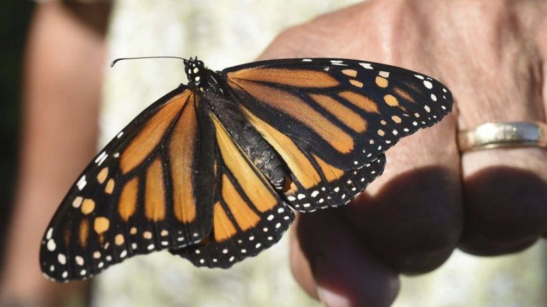Por el bien de monarcas, cultivan el detestado algodoncillo