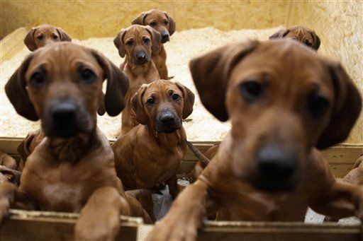 La dieta de los perros llevó a su domesticación, según estudio