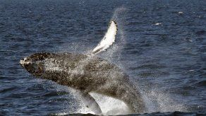 Rechazada iniciativa para crear un santuario para ballenas en el Atlántico