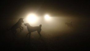 Estudio: Los perros aparecieron por primera vez en Asia
