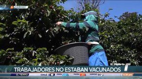 Detectan brote de COVID-19 en finca cafetalera en Boquete