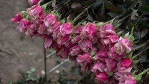 Las flores colombianas inundarán el mundo para la celebración de San Valentín