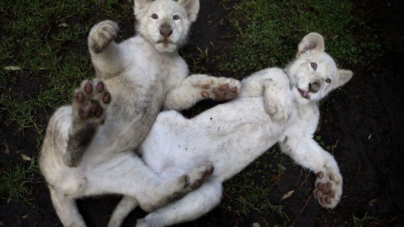 Exhiben dos cachorros de león blanco en México