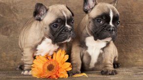 Enfermedades más comunes de los bulldog francés