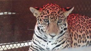 Decomisan un jaguar maltratado en un domicilio particular en la Riviera Maya
