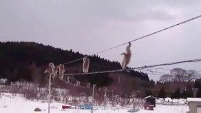 El paseo por cuerda floja de unos monos en Japón se vuelve viral
