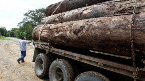 Centroamérica afina estrategia para consumir un 10 % menos de leña