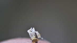 Brasil iniciará primeros test en humanos de suero contra picaduras de abeja
