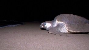 Residentes y autoridades de Jaqué unen fuerzas para la preservación de la tortuga lora Residentes y autoridades de Jaqué unen fuerzas para la preservación de la tortuga lora