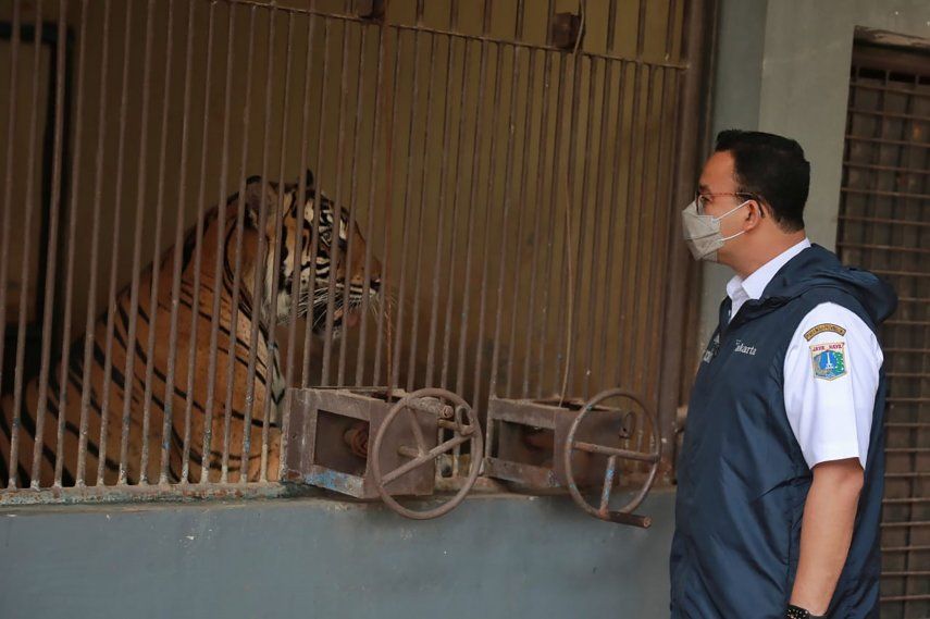 Dos tigres de Sumatra se recuperan tras enfermar de COVID-19