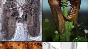 Descubren en China un extraño fósil de dos insectos copulando