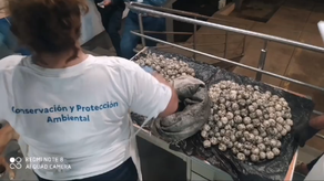 Imputan a una persona por tráfico de huevos de tortuga.