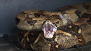 Encuentran boa dentro de cárcel en David