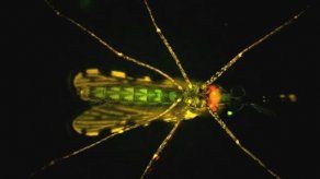 Vacuna experimental ofrece protección sin precedentes contra la malaria