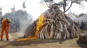 Kenia destruye 15 toneladas de marfil