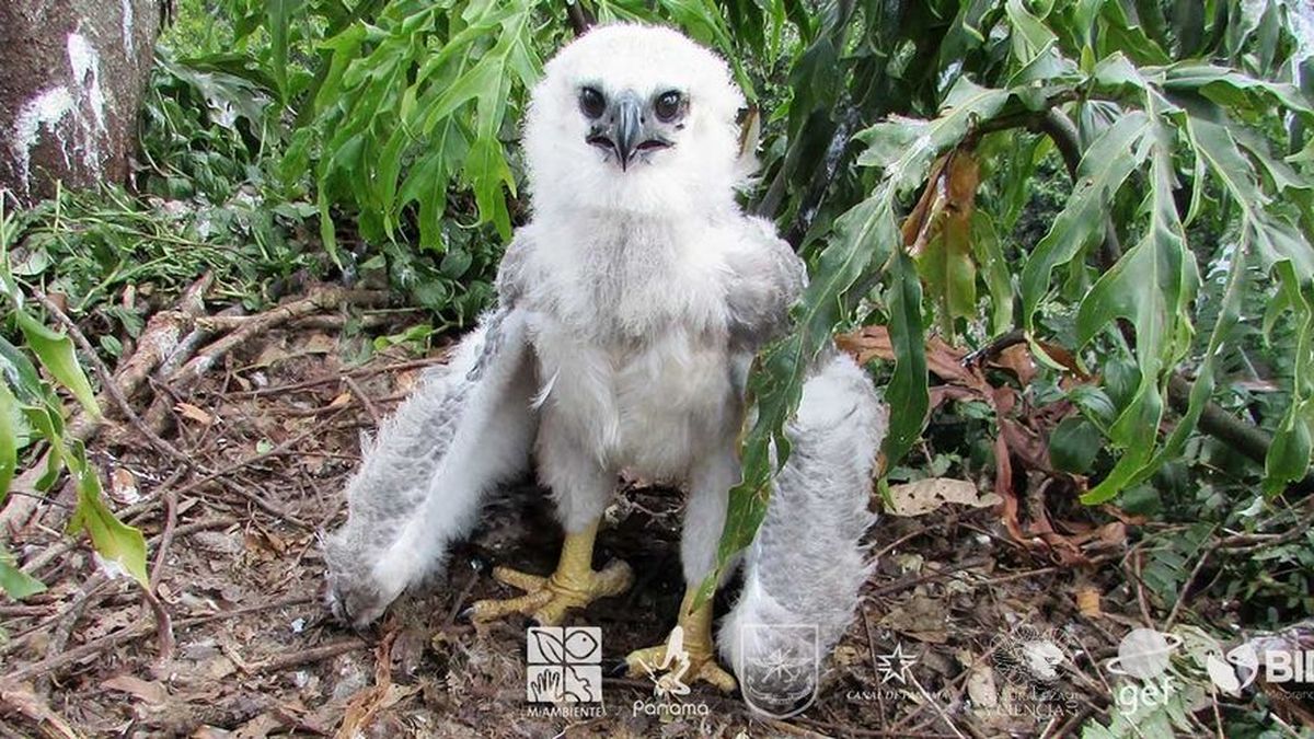Panamá monitorea comportamiento de pichón de águila harpía Otto