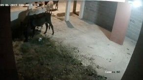 Denuncian ganado en soltura en barriadas de Arraiján