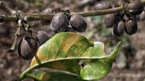 Cafetaleros de Nicaragua solicitan plan para combatir mutación de roya