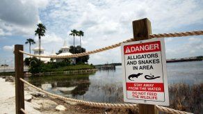 Construyen muro alrededor de lago de Orlando donde cocodrilo arrastró a niño